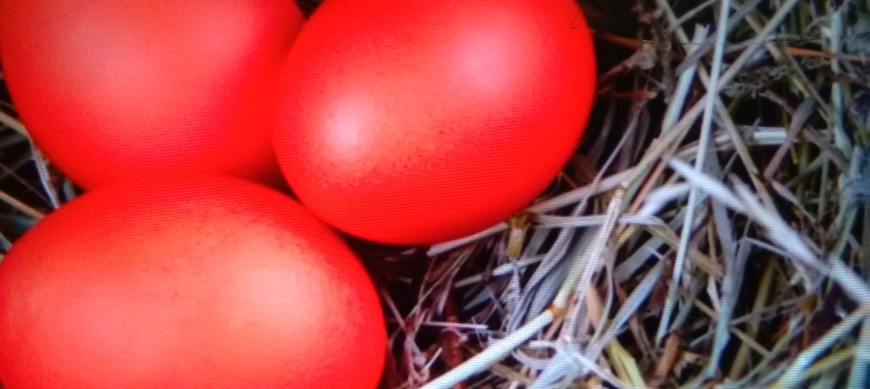 Huevos teñidos opilla san marcos