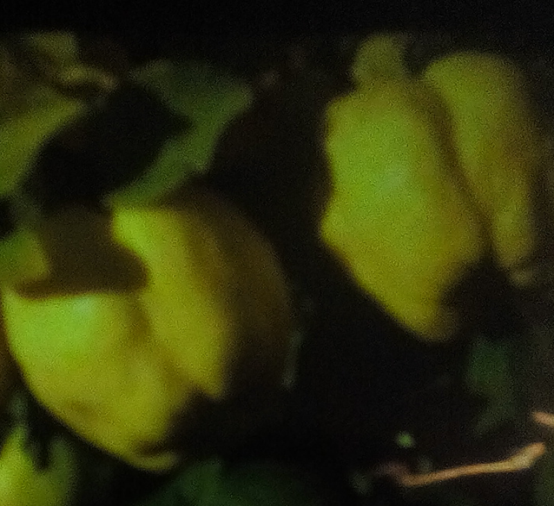 DULCES DE OTOÑO